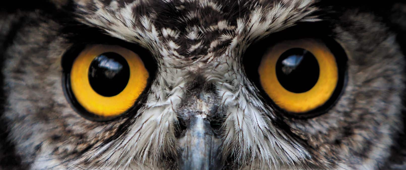 Animal Night Vision Archives OptikNow