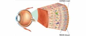 Diagram of the human eye highlighting the parts which are essential for dark adaptation. The image shows an enlarged cross-section of the retina with rods and cones both indicated.